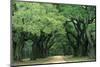 Road Enclosed by Moss-Covered Trees, Charleston, South Carolina, USA-Jaynes Gallery-Mounted Photographic Print