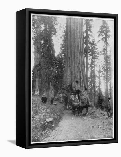 Road Going Through a Giant Sequoia, Mariposa Grove, Wawona, California, Late 19th Century-John L Stoddard-Framed Premier Image Canvas