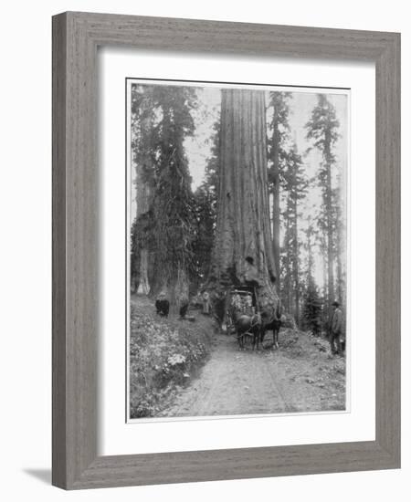 Road Going Through a Giant Sequoia, Mariposa Grove, Wawona, California, Late 19th Century-John L Stoddard-Framed Giclee Print