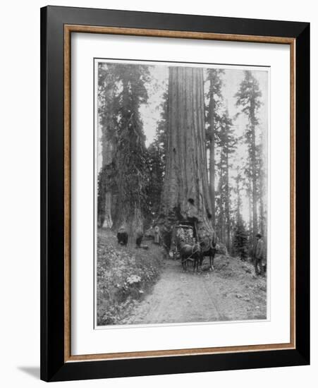 Road Going Through a Giant Sequoia, Mariposa Grove, Wawona, California, Late 19th Century-John L Stoddard-Framed Giclee Print