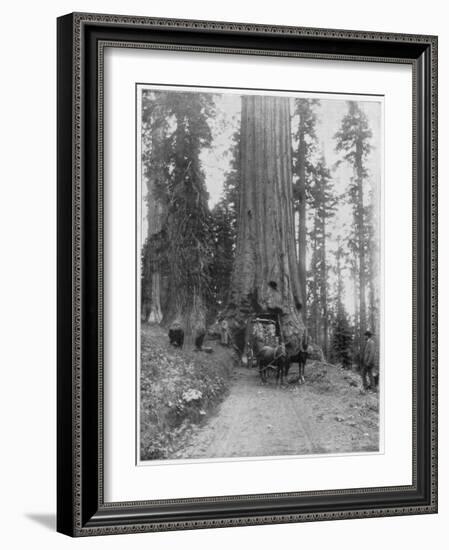 Road Going Through a Giant Sequoia, Mariposa Grove, Wawona, California, Late 19th Century-John L Stoddard-Framed Giclee Print