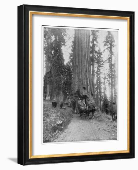 Road Going Through a Giant Sequoia, Mariposa Grove, Wawona, California, Late 19th Century-John L Stoddard-Framed Giclee Print