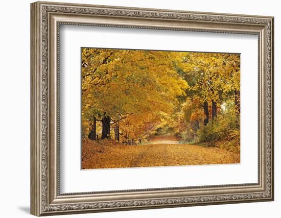 ROAD IN AUTUMN CENTRAL PENNSYLVANIA USA-Panoramic Images-Framed Photographic Print