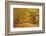 ROAD IN AUTUMN CENTRAL PENNSYLVANIA USA-Panoramic Images-Framed Photographic Print