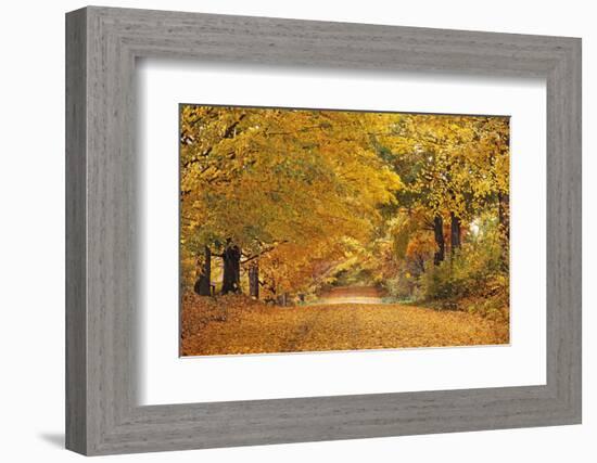 ROAD IN AUTUMN CENTRAL PENNSYLVANIA USA-Panoramic Images-Framed Photographic Print
