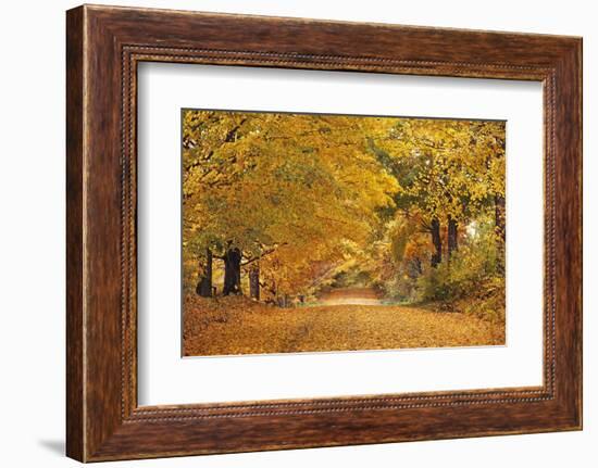 ROAD IN AUTUMN CENTRAL PENNSYLVANIA USA-Panoramic Images-Framed Photographic Print