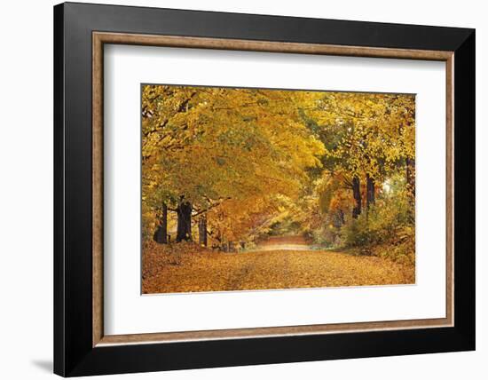 ROAD IN AUTUMN CENTRAL PENNSYLVANIA USA-Panoramic Images-Framed Photographic Print