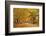 ROAD IN AUTUMN CENTRAL PENNSYLVANIA USA-Panoramic Images-Framed Photographic Print