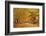 ROAD IN AUTUMN CENTRAL PENNSYLVANIA USA-Panoramic Images-Framed Photographic Print