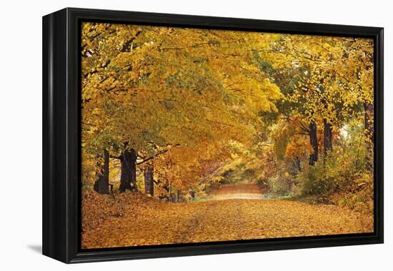 ROAD IN AUTUMN CENTRAL PENNSYLVANIA USA-Panoramic Images-Framed Premier Image Canvas