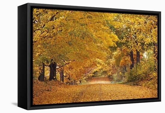 ROAD IN AUTUMN CENTRAL PENNSYLVANIA USA-Panoramic Images-Framed Premier Image Canvas