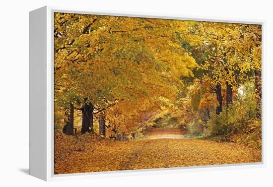 ROAD IN AUTUMN CENTRAL PENNSYLVANIA USA-Panoramic Images-Framed Premier Image Canvas