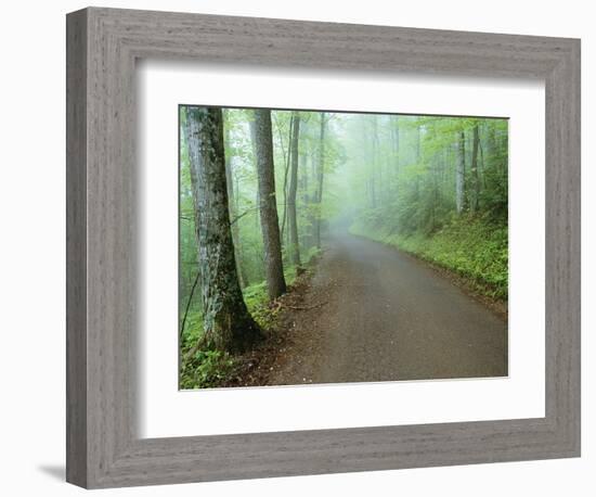 Road in Great Smoky Mountains National Park-Darrell Gulin-Framed Photographic Print