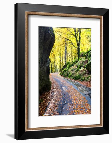 Road in the forest of Bagni di Masino in autumn, Valmasino, Valtellina, Lombardy, Italy-Francesco Bergamaschi-Framed Photographic Print