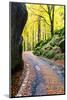 Road in the forest of Bagni di Masino in autumn, Valmasino, Valtellina, Lombardy, Italy-Francesco Bergamaschi-Mounted Photographic Print