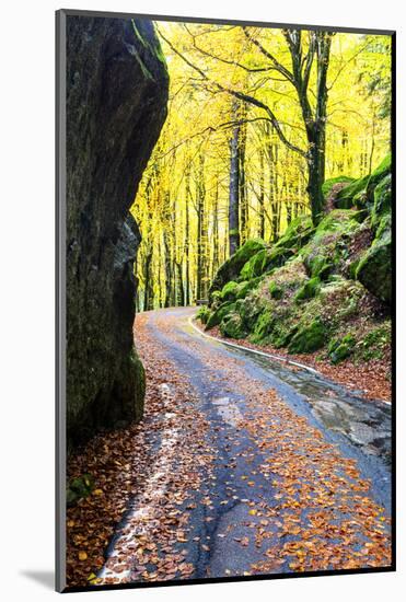 Road in the forest of Bagni di Masino in autumn, Valmasino, Valtellina, Lombardy, Italy-Francesco Bergamaschi-Mounted Photographic Print