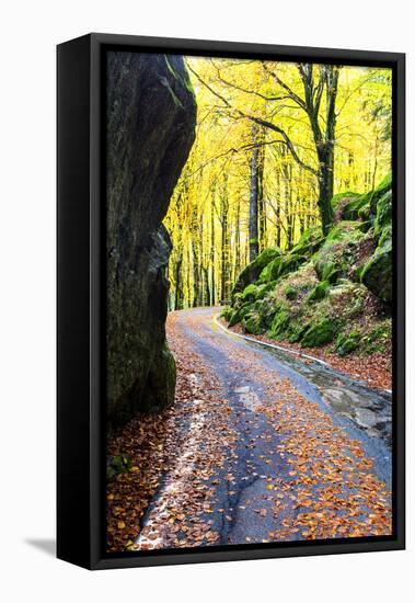 Road in the forest of Bagni di Masino in autumn, Valmasino, Valtellina, Lombardy, Italy-Francesco Bergamaschi-Framed Premier Image Canvas