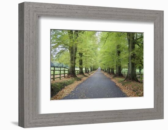 Road leading through avenue of beech trees with fallen autumn leaves, Batsford, Gloucestershire, En-Stuart Black-Framed Photographic Print