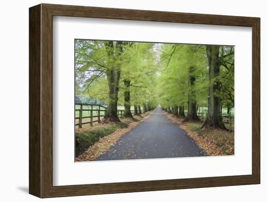 Road leading through avenue of beech trees with fallen autumn leaves, Batsford, Gloucestershire, En-Stuart Black-Framed Photographic Print