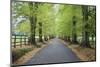 Road leading through avenue of beech trees with fallen autumn leaves, Batsford, Gloucestershire, En-Stuart Black-Mounted Photographic Print