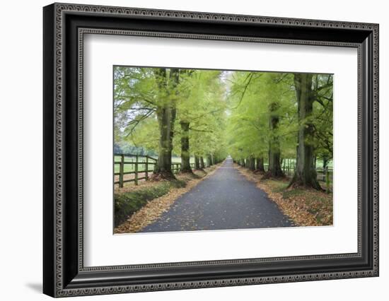Road leading through avenue of beech trees with fallen autumn leaves, Batsford, Gloucestershire, En-Stuart Black-Framed Photographic Print