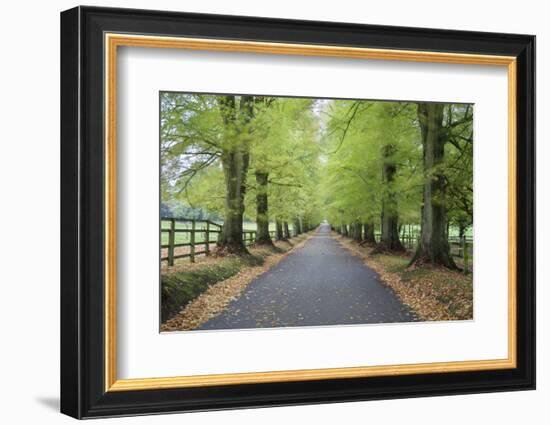 Road leading through avenue of beech trees with fallen autumn leaves, Batsford, Gloucestershire, En-Stuart Black-Framed Photographic Print