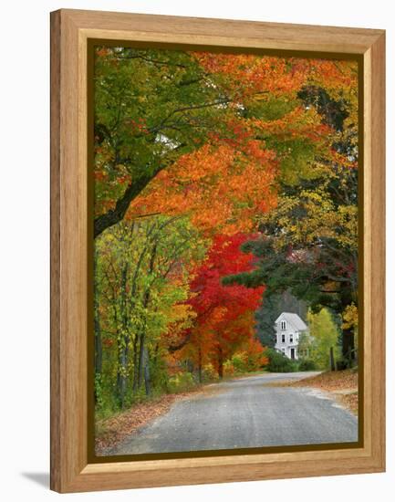 Road Lined in Fall Color, Andover, New England, New Hampshire, USA-Jaynes Gallery-Framed Premier Image Canvas