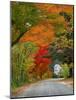 Road Lined in Fall Color, Andover, New England, New Hampshire, USA-Jaynes Gallery-Mounted Photographic Print