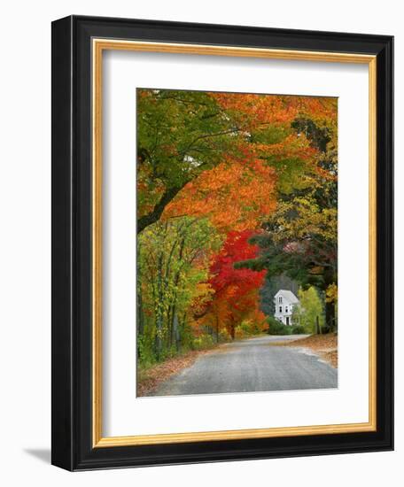 Road Lined in Fall Color, Andover, New England, New Hampshire, USA-Jaynes Gallery-Framed Photographic Print