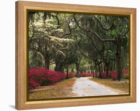 Road Lined with Azaleas and Live Oaks, Spanish Moss, Savannah, Georgia, USA-Adam Jones-Framed Premier Image Canvas