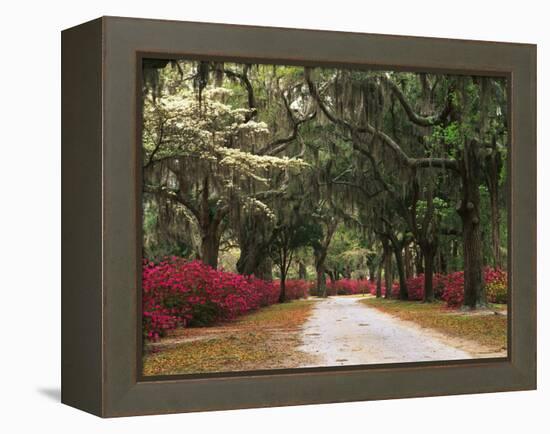 Road Lined with Azaleas and Live Oaks, Spanish Moss, Savannah, Georgia, USA-Adam Jones-Framed Premier Image Canvas