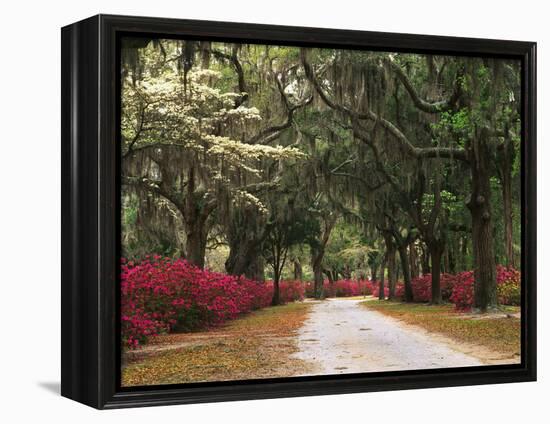 Road Lined with Azaleas and Live Oaks, Spanish Moss, Savannah, Georgia, USA-Adam Jones-Framed Premier Image Canvas