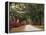 Road Lined with Azaleas and Live Oaks, Spanish Moss, Savannah, Georgia, USA-Adam Jones-Framed Premier Image Canvas