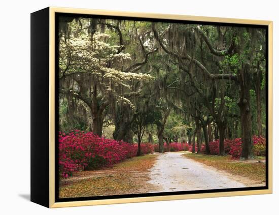 Road Lined with Azaleas and Live Oaks, Spanish Moss, Savannah, Georgia, USA-Adam Jones-Framed Premier Image Canvas