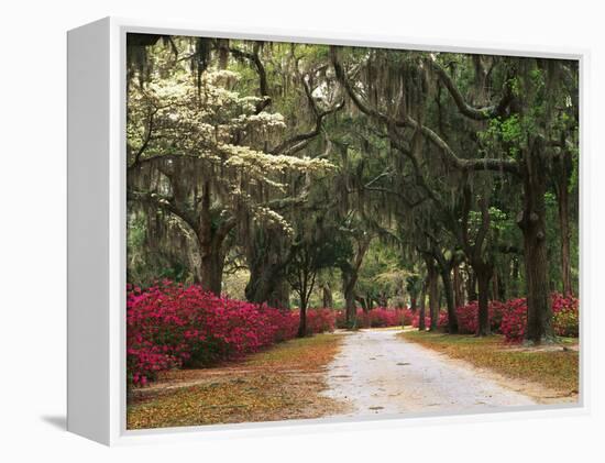 Road Lined with Azaleas and Live Oaks, Spanish Moss, Savannah, Georgia, USA-Adam Jones-Framed Premier Image Canvas