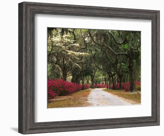 Road Lined with Azaleas and Live Oaks, Spanish Moss, Savannah, Georgia, USA-Adam Jones-Framed Photographic Print