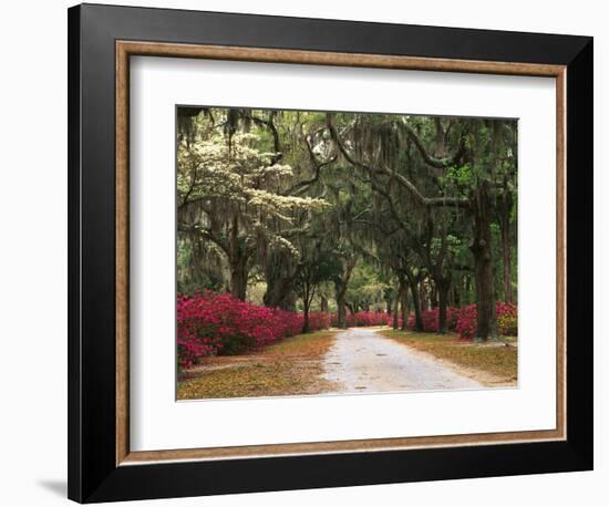 Road Lined with Azaleas and Live Oaks, Spanish Moss, Savannah, Georgia, USA-Adam Jones-Framed Photographic Print