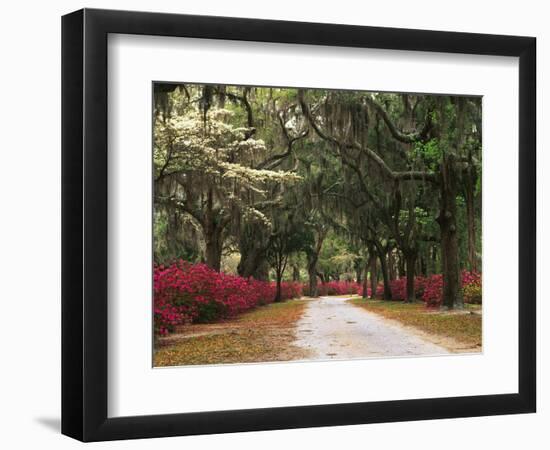 Road Lined with Azaleas and Live Oaks, Spanish Moss, Savannah, Georgia, USA-Adam Jones-Framed Photographic Print