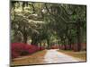 Road Lined with Azaleas and Live Oaks, Spanish Moss, Savannah, Georgia, USA-Adam Jones-Mounted Photographic Print