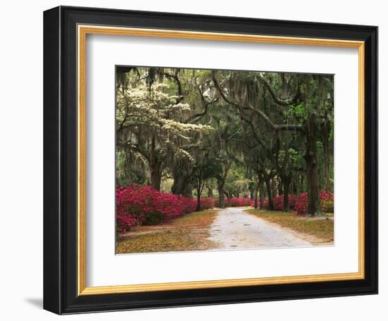 Road Lined with Azaleas and Live Oaks, Spanish Moss, Savannah, Georgia, USA-Adam Jones-Framed Photographic Print