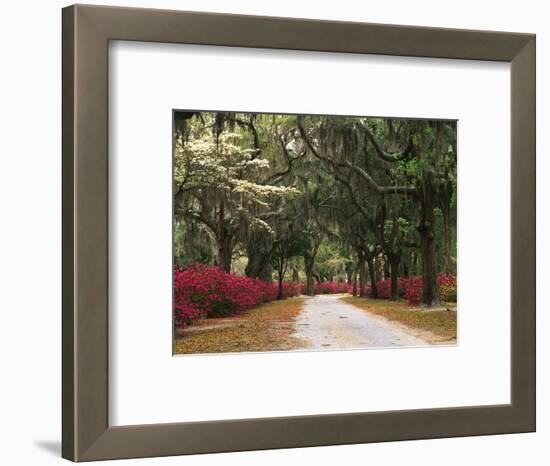 Road Lined with Azaleas and Live Oaks, Spanish Moss, Savannah, Georgia, USA-Adam Jones-Framed Photographic Print