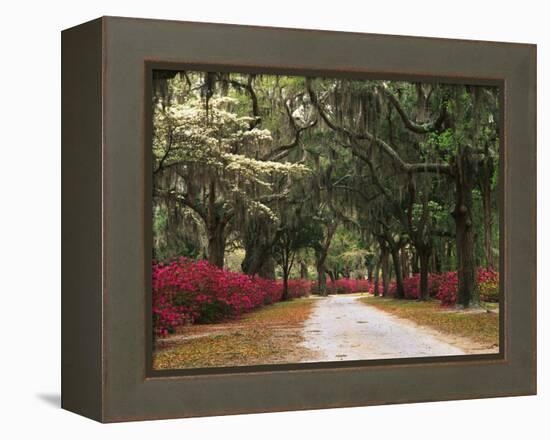 Road Lined with Azaleas and Live Oaks, Spanish Moss, Savannah, Georgia, USA-Adam Jones-Framed Premier Image Canvas