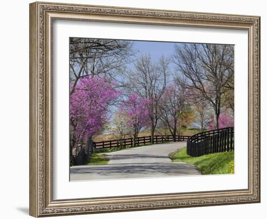 Road Lined with Redbud and Dogwood Trees in Full Bloom, Lexington, Kentucky, Usa-Adam Jones-Framed Photographic Print