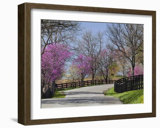 Road Lined with Redbud and Dogwood Trees in Full Bloom, Lexington, Kentucky, Usa-Adam Jones-Framed Photographic Print