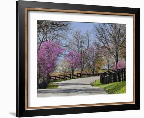 Road Lined with Redbud and Dogwood Trees in Full Bloom, Lexington, Kentucky, Usa-Adam Jones-Framed Photographic Print