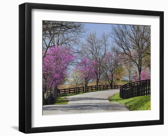 Road Lined with Redbud and Dogwood Trees in Full Bloom, Lexington, Kentucky, Usa-Adam Jones-Framed Photographic Print