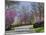 Road Lined with Redbud and Dogwood Trees in Full Bloom, Lexington, Kentucky, Usa-Adam Jones-Mounted Photographic Print