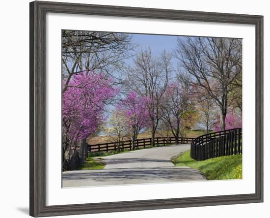 Road Lined with Redbud and Dogwood Trees in Full Bloom, Lexington, Kentucky, Usa-Adam Jones-Framed Photographic Print