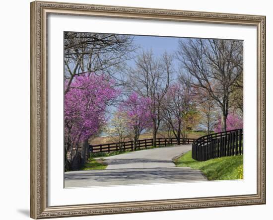 Road Lined with Redbud and Dogwood Trees in Full Bloom, Lexington, Kentucky, Usa-Adam Jones-Framed Photographic Print