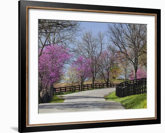 Road Lined with Redbud and Dogwood Trees in Full Bloom, Lexington, Kentucky, Usa-Adam Jones-Framed Photographic Print